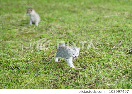 cute kitten a few weeks old 102997497