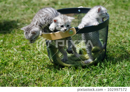 cute kitten a few weeks old 102997572