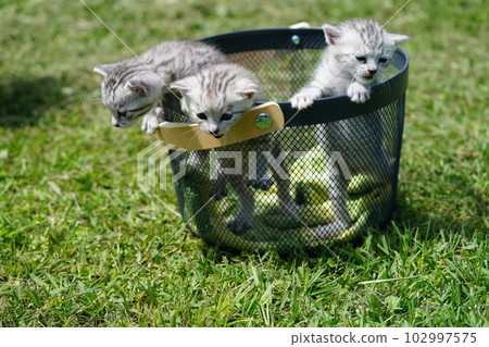 幾周大的可愛小貓 102997575