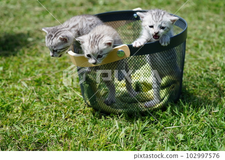 幾周大的可愛小貓 102997576