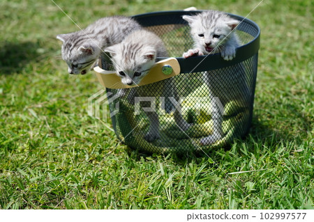 幾周大的可愛小貓 102997577