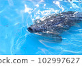一隻斑點海豹把臉伸出水池喘口氣 102997627