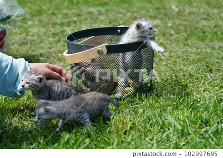 cute kitten picnic 102997695