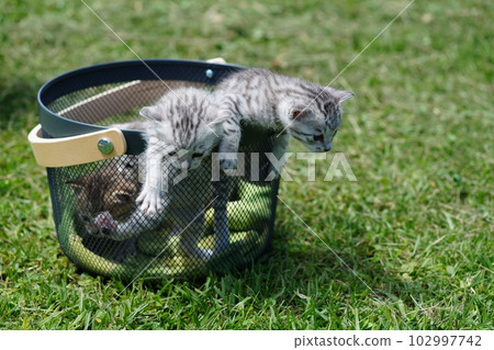 cute kitten picnic cute kitten picnic 102997742