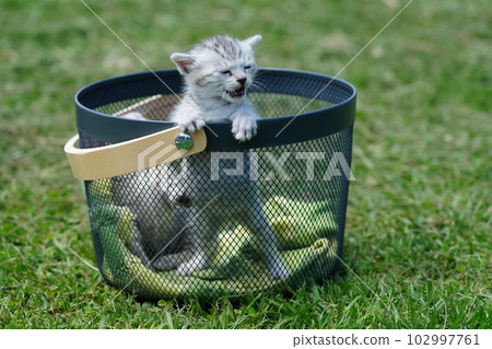 cute kitten picnic cute kitten picnic 102997761