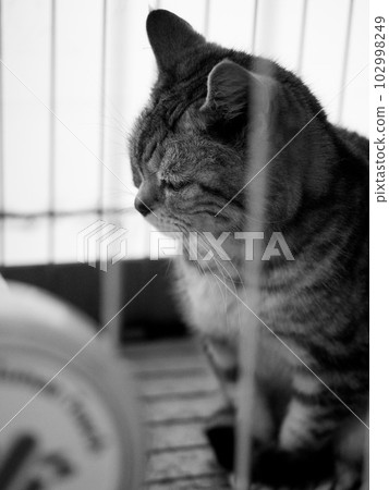 Monochrome photo of a sitting cat Monochrome photo of a sitting cat 102998249