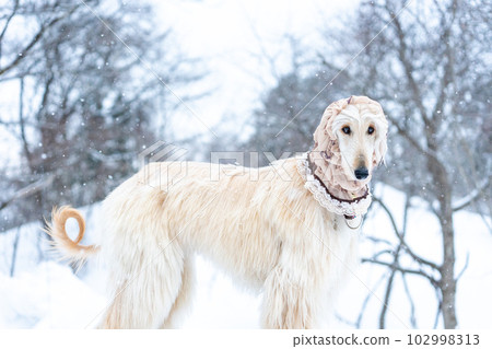 阿富汗獵犬在雪地裡玩耍 102998313