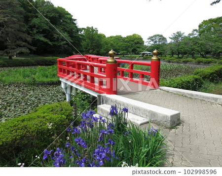 初夏的岩槻城址公園，睡蓮和鳶尾花盛開（鳶尾花池、八橋） 102998596