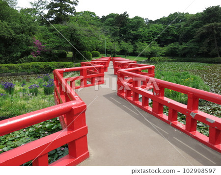 Yatsuhashi over Shobu Pond in Iwatsuki Castle Ruins Park (early summer) 102998597