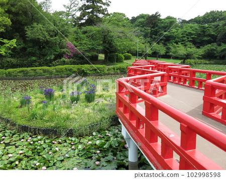 Iwatsuki Castle Site Park in early summer where water lilies and irises bloom (Iris Pond, Yatsuhashi) 102998598