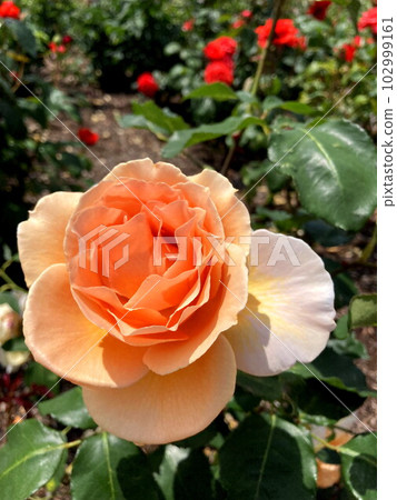 orange roses in the blue sky orange roses in the blue sky 102999161