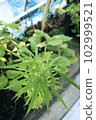 從上方斜向觀察家庭花園中種植的大麻植物的圖像。 102999521