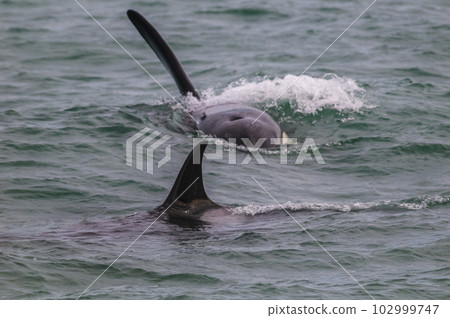 Killer whale hunting sea lions,Peninsula Valdes, Patagonia Argentina 102999747