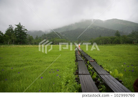 雨中的尾瀨原木棧道 102999760
