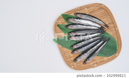 鳀魚 102999821