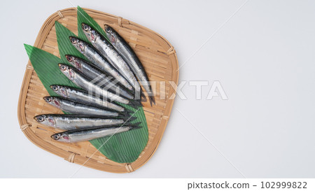 Anchovy 102999822