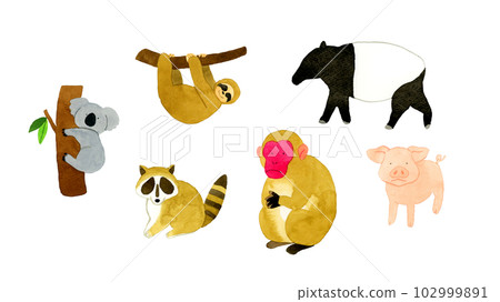 可愛鬆散動物手繪水彩插畫素材合集（考拉、樹懶、浣熊、猴子、豬、貘） 102999891