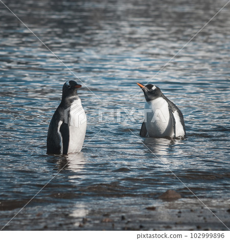 Gentoo Penguin,on an antarctic beach, Neko harbour Gentoo Penguin,on an antarctic beach, Neko harbour 102999896