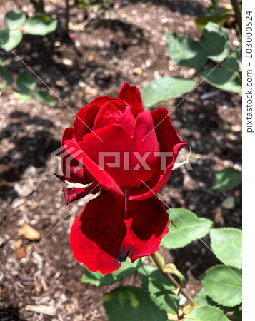 在蔚藍的天空中閃耀的深紅色玫瑰 103000524