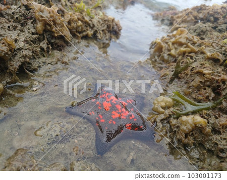 sea water and starfish sea water and starfish 103001173