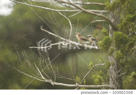 Shrike raising a child Feeding scene 103001508
