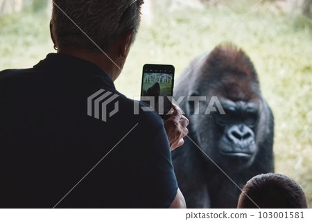 A woman at the zoo taking a photo on her mobile phone of a gorilla behind glass A woman at the zoo taking a photo on her mobile phone of a gorilla behind glass 103001581