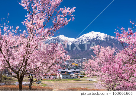 《長野縣》長野縣大町市的春景,盛開的櫻花和北阿爾卑斯山 《長野縣》長野縣大町市的春景,盛開的櫻花和北阿爾卑斯山 103001605