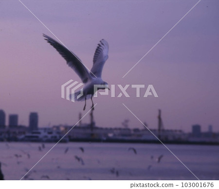 Flight of black-headed gulls (evening view of Yokohama Port) Flight of black-headed gulls (evening view of Yokohama Port) 103001676