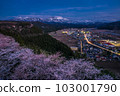 [Niigata Prefecture] Cherry blossoms at night in Miyama Park, Itoigawa City 103001790