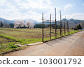 [Niigata Prefecture] Kuroiwa Couple Cherry Blossoms 103001792