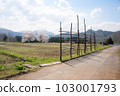 [Niigata Prefecture] Kuroiwa Couple Cherry Blossoms 103001793