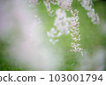 [Aomori Prefecture] Close-up of weeping cherry blossoms in Hirosaki Park 103001794