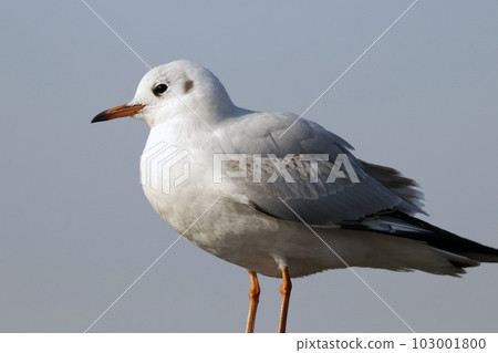 側身黑頭鷗【冬羽】 103001800