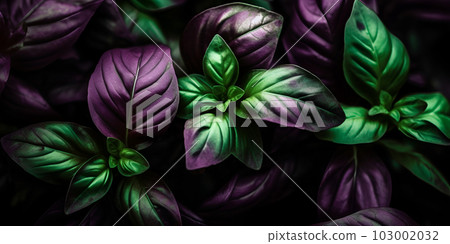 Fresh basil leaves, basil close-up. Horizontal shot. Generative AI 103002032