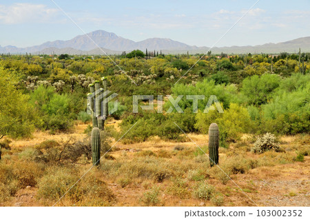 Sonora Desert Arizona Sonora Desert Arizona 103002352