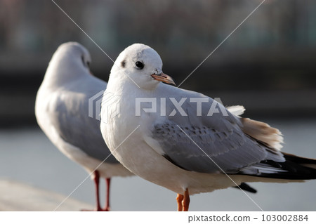 兩隻黑頭鷗【冬羽】如鏡中映 兩隻黑頭鷗【冬羽】如鏡中映 103002884