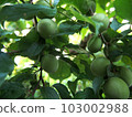Ome fruit 103002988