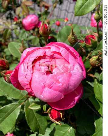 Pink roses shine in the blue sky 103003012