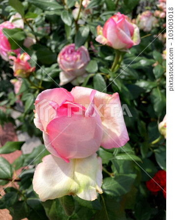 桃紅色玫瑰在藍天發光 103003018