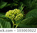 Hydrangea in bud 103003022