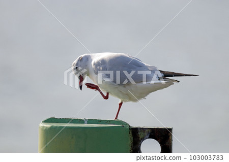 A black-headed gull that raises one leg and scratches its neck [winter feather] 103003783