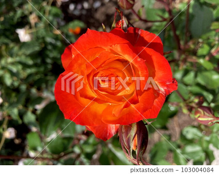 A covered rose that shines in the blue sky 103004084