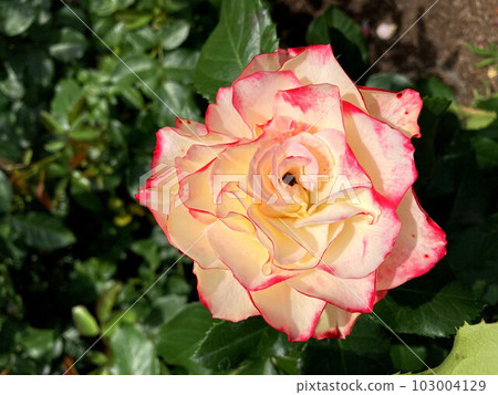 一朵覆蓋著的玫瑰，在藍天中閃耀 103004129