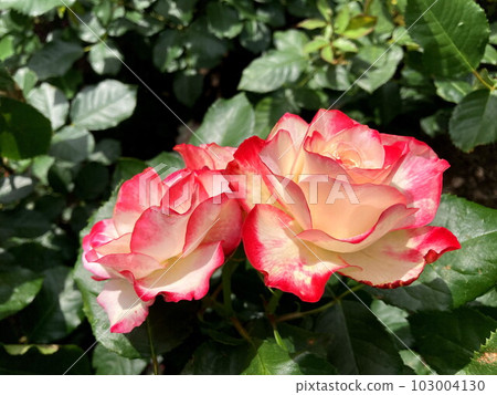 一朵覆蓋著的玫瑰,在藍天中閃耀 一朵覆蓋著的玫瑰,在藍天中閃耀 103004130