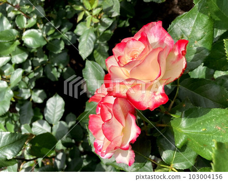 A covered rose that shines in the blue sky A covered rose that shines in the blue sky 103004156