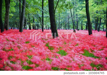 Higambuna Higambuna 103004745