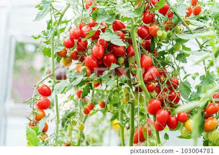 bunch of natural tomatoes bunch of natural tomatoes 103004781