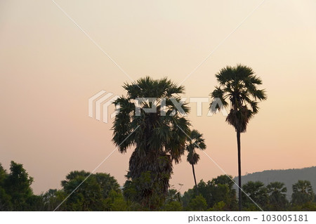 Palms tree sunset background chill asia view  103005181