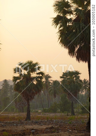 Palms tree sunset background chill asia view Palms tree sunset background chill asia view 103005182