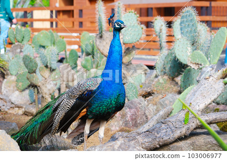 A peacock with a beautiful blue body 103006977